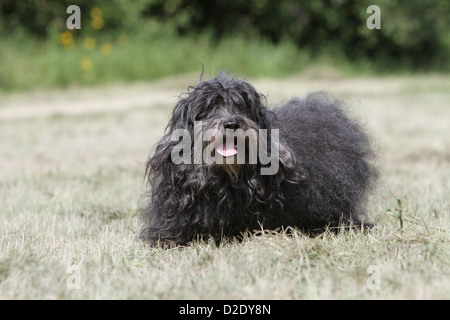 Cane Havanese / Bichon Havanais / Havaneser adulto (nero) in esecuzione in un prato Foto Stock