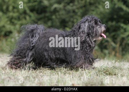 Cane Havanese / Bichon Havanais / Havaneser adulto (nero) camminare in un prato Foto Stock