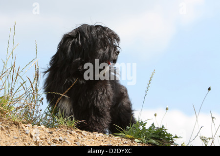 Cane Havanese / Bichon Havanais / Havaneser cucciolo (nero) seduto a terra Foto Stock