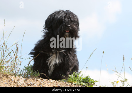 Cane Havanese / Bichon Havanais / Havaneser cucciolo (nero) seduto a terra Foto Stock