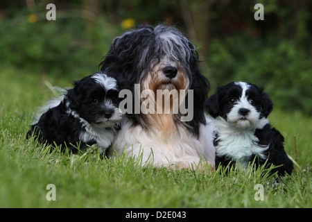 Cane Havanese / Bichon Havanais / Havaneser adulto e cucciolo (bianco e nero) in un prato Foto Stock