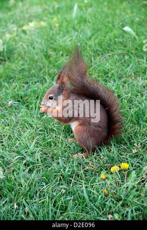 Un rosso scoiattolo (Sciurus vulgaris) seduto sull'erba (Vienna, Austria). Foto Stock