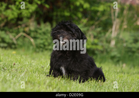 Cane Havanese / Bichon Havanais / Havaneser cucciolo (nero) seduto in erba Foto Stock