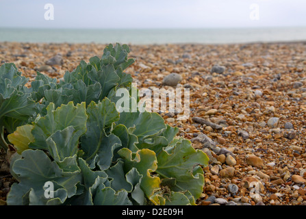 Mare o cavolo rapa Crambe Maritima sulla spiaggia di ciottoli REGNO UNITO Foto Stock