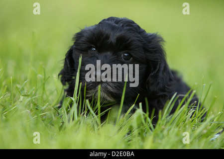 Cane Havanese / Bichon Havanais / Havaneser cucciolo (nero) giacenti in erba Foto Stock