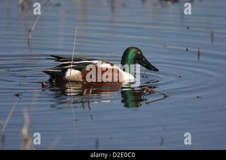 Northern mestolone il basco del Apache New Mexico Foto Stock