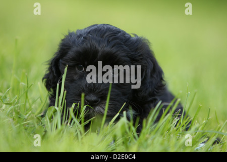 Cane Havanese / Bichon Havanais / Havaneser cucciolo (nero) giacenti in erba Foto Stock