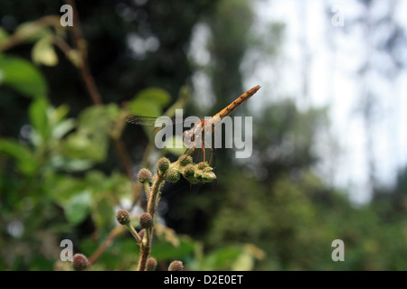 Un giallo dragonfly appollaiato su la fine di un ramo di piccole dimensioni su un albero in Cotacachi, Ecuador Foto Stock