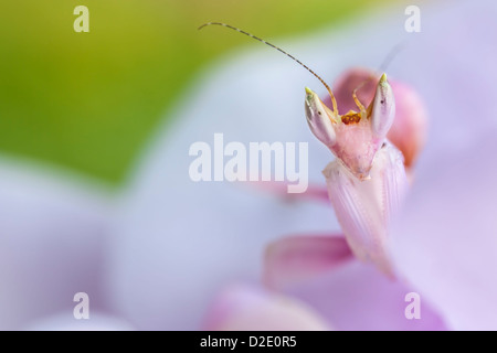 Malaysian Orchid Mantis {Hymenopus coronatus} mostra colorazione rosa mimetizzata su un'orchidea. Originari della Malaysia. Foto Stock