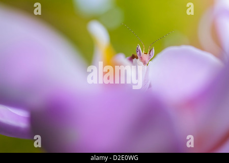 Malaysian Orchid Mantis {Hymenopus coronatus} mostra colorazione rosa mimetizzata su un'orchidea. Originari della Malaysia. Foto Stock