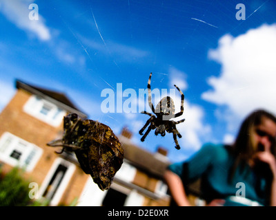Spider Web con catturato tignola e preoccupato ragazza cerca su nel giardino sul retro Foto Stock