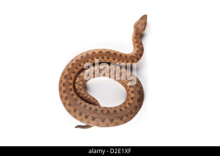 Asp viper {Vipera aspis} femmina, fotografato su uno sfondo bianco. Midi-Pyrenees, Pirenei, Francia. Agosto. Foto Stock