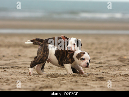 Cane bulldog americano / Bully due cuccioli giocando sulla spiaggia Foto Stock