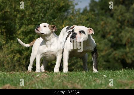 Cane bulldog americano / Bully adulto e cucciolo in piedi in un prato Foto Stock