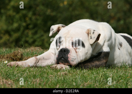 Cane bulldog americano / Bully adulto sdraiati su un prato Foto Stock