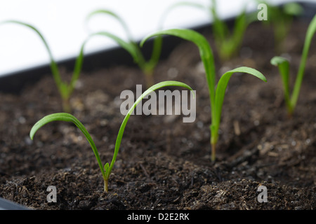 Gli spinaci, Spinacia oleracea, piantine Foto Stock