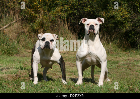 Cane bulldog americano / Bully due adulti in piedi in un prato Foto Stock