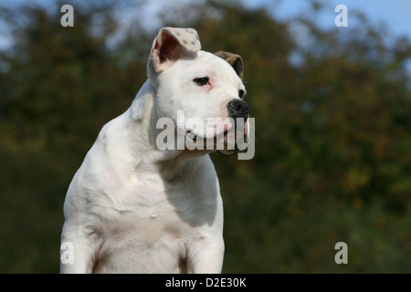 Cane bulldog americano / Bully cucciolo ritratto Foto Stock