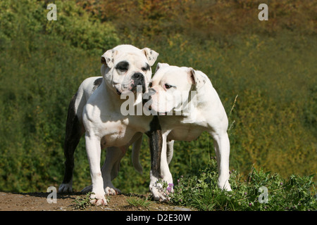 Cane bulldog americano / Bully due adulti in piedi in un prato Foto Stock