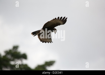 Snail Kite, Rostrhamus sociabilis, volando sul Lago Gatun, Repubblica di Panama. Foto Stock