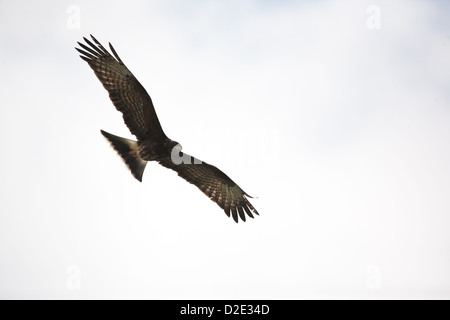 Snail Kite, Rostrhamus sociabilis, volando sul Lago Gatun, Repubblica di Panama. Foto Stock