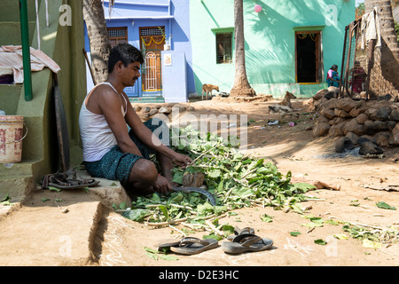 Uomo indiano il taglio e la preparazione di piante di gelso, cibo per i bachi da seta, al di fuori di casa sua dove sono coltivati. India Foto Stock