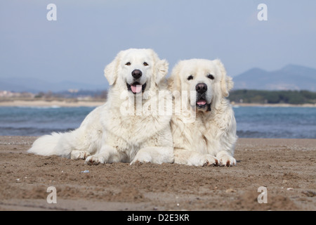 Cane di Tatra polacchi Sheepdog / Tatra Mountain Sheepdog / Podhale due adulti che giace sulla spiaggia Foto Stock