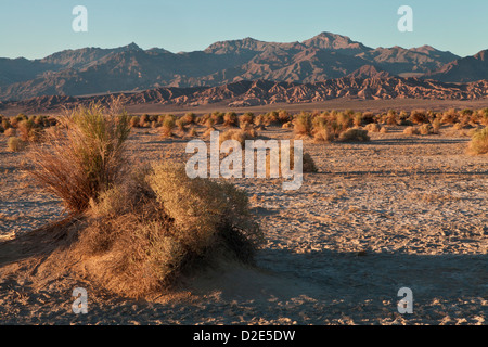 Luce della Sera mette in evidenza la arrowweed in Devil's Cornfield sotto il Kit Fox sulle colline vicino a tubo da stufa Wells, Valle della Morte Foto Stock