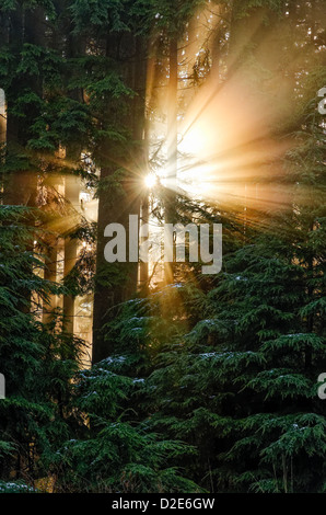 Sunburst raggi crepuscolari dio fasci di luce attraverso gli alberi raggi solari Foto Stock