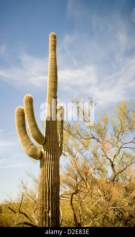 Unico cactus Saguaro nel deserto dell'Arizona Foto Stock