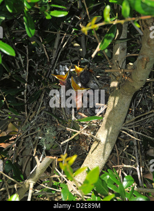 Molto giovane mockingbirds nel nido a Emerald Isle North Carolina Foto Stock