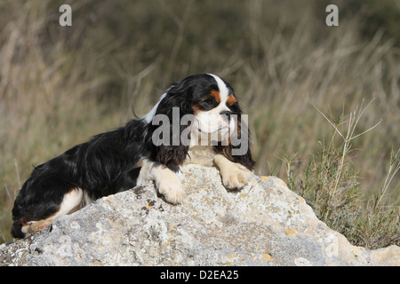 Cane Cavalier King Charles Spaniel adulto (tricolore) giacente su una roccia Foto Stock