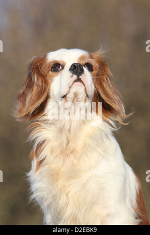 Cane Cavalier King Charles Spaniel adulto (Blenheim) ritratto Foto Stock