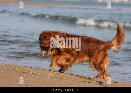 Cane Cavalier King Charles Spaniel adulto (ruby) passeggiate sulla spiaggia Foto Stock