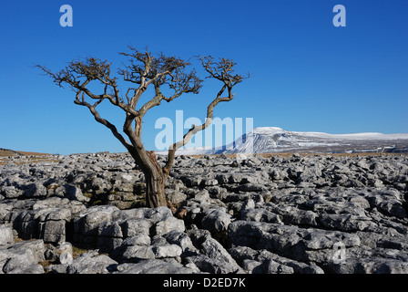 Lone Tree sul Pavimenti calcarei con Ingleborough nella distanza. Yorkshire Dales, REGNO UNITO Foto Stock