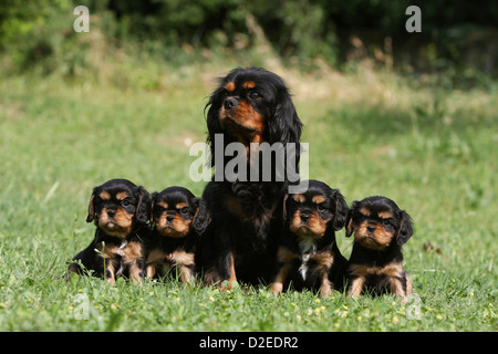 Cane Cavalier King Charles Spaniel adulto e quattro cuccioli (nero e marrone) seduto in un prato Foto Stock