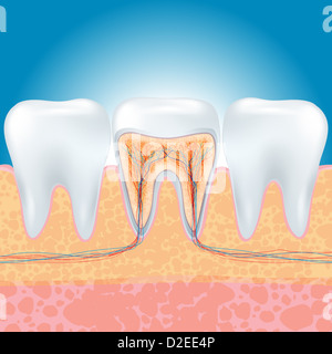 Anatomia del dente Foto Stock