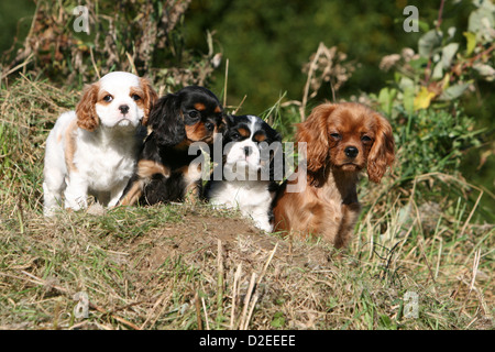 Cane Cavalier King Charles Spaniel cuccioli di quattro diversi colori (Blenheim, nero e marrone, tricolore e Ruby) in un prato Foto Stock