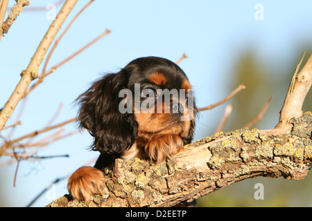 Cane Cavalier King Charles Spaniel cucciolo (nero e marrone) giacenti in un legno Foto Stock