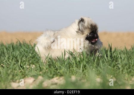 Dog Pekingese / Pekinese / Pékinois puppy in esecuzione in un campo Foto Stock