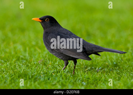 BLACKBIRD SULL'ERBA Foto Stock