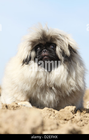 Dog Pekingese / Pekinese / Pékinois cucciolo ritratto Foto Stock