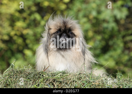 Dog Pekingese / Pekinese / Pékinois adulto seduto sulla paglia Foto Stock