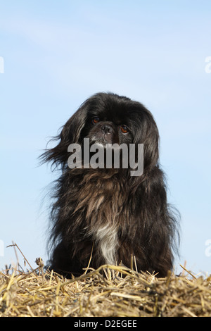 Dog Pekingese / Pekinese / Pékinois nero adulto seduto sulla paglia Foto Stock