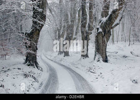 Faggi in inverno presso la bocca di Lions Felbrigg Norfolk nella neve Foto Stock