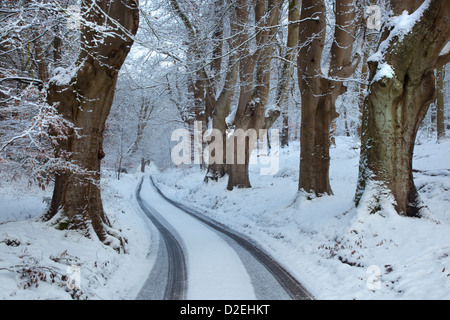 Faggi in inverno presso la bocca di Lions Felbrigg Norfolk nella neve Foto Stock