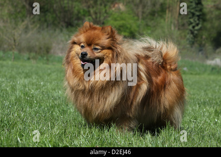 Cane Spitz tedesco / adulto Pomerania (arancione) in piedi in erba Foto Stock