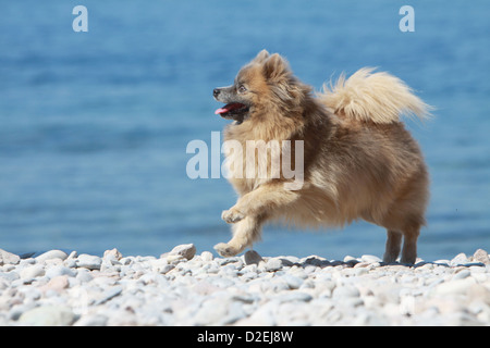 Cane Spitz tedesco / adulto Pomerania (marrone) in esecuzione sulla spiaggia Foto Stock