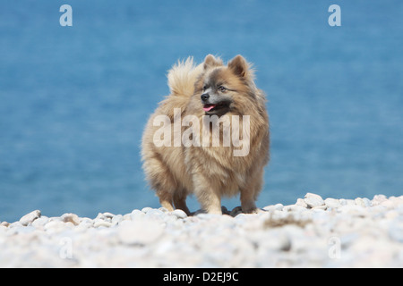 Cane Spitz tedesco / adulto Pomerania (marrone) in esecuzione sulla spiaggia Foto Stock