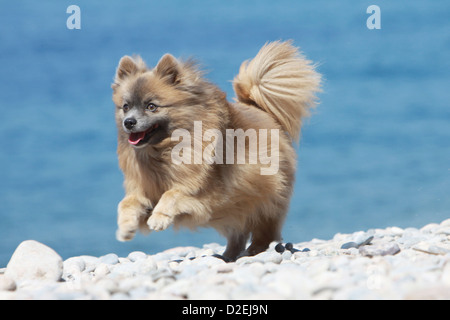 Cane Spitz tedesco / adulto Pomerania (marrone) in esecuzione sulla spiaggia Foto Stock